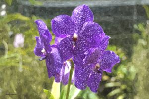 Barbados Orchid #1