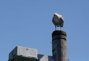 A Gull on a Light post