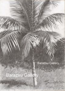 Palm Tree Grand Cayman