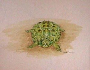My pet turtle