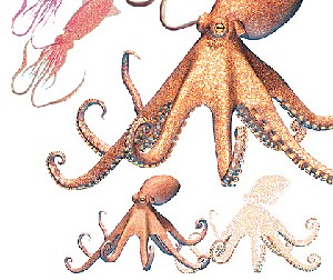 Fong,Philip-Octopus & squid