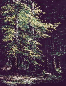 Marek,Swiatecki-My forest