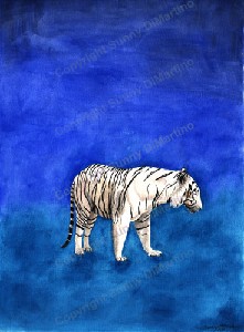White Tiger Pool 1