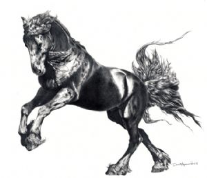 Keegan Jewel, Friesian Stallion
