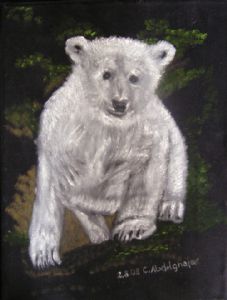 Young polar bear