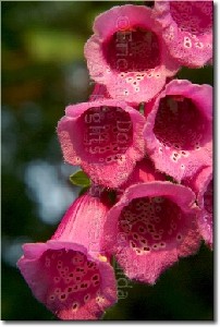 Condida,Donna M and Eric-Foxgloves II