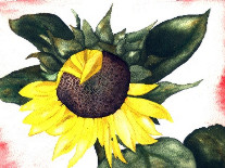 erler,lutz-sunflower