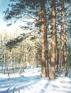 Winter pines