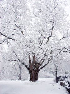 Old Tree in Winter