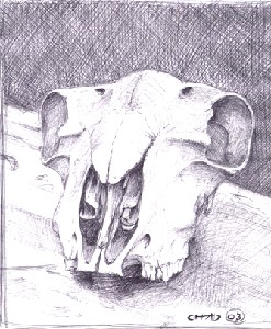 Anhalt,Chad-Skull