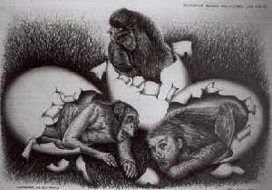 Chimpanzees with selfportrait