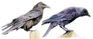 Carrion crow and Jackdaw