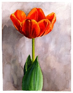 gifford,anne-Red Tulip