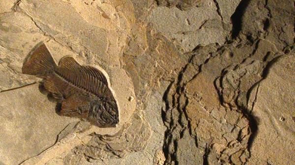 Green River Fish Fossils