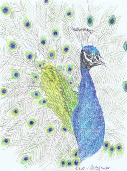 Luethi Abdelghafar,Claudia-Wonderful Peacock