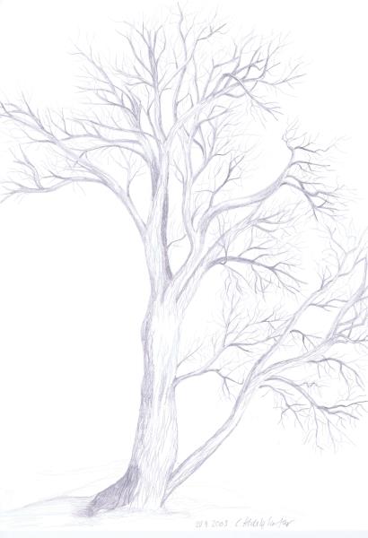 Study of a willow tree