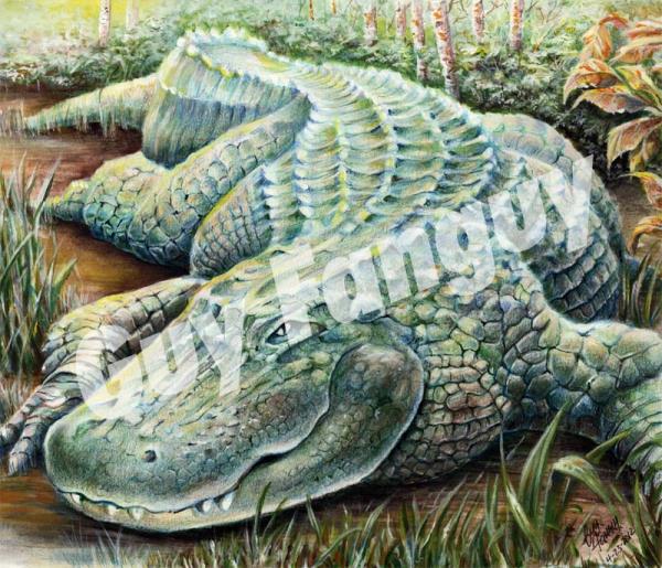 Fanguy,Guy-Louisiana Alligator