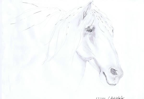 Luethi Abdelghafar,Claudia-Andalusian stallion