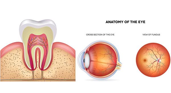 Outsource Medical Illustration Services