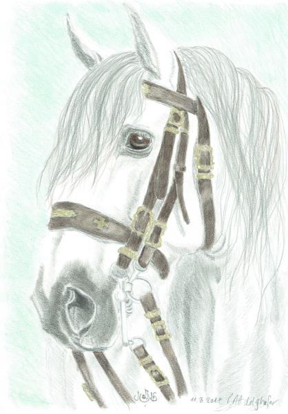Lusitano stallion with a special bridle