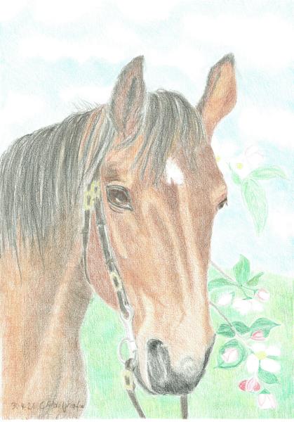 Luethi Abdelghafar,Claudia-Horse Portrait
