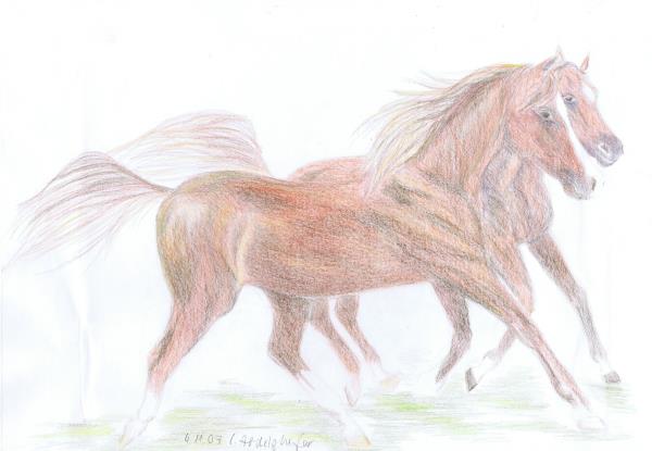 Luethi Abdelghafar,Claudia-Pair of arabian horses