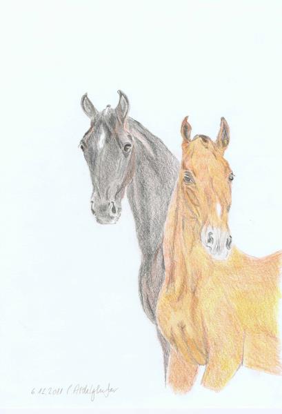 Luethi Abdelghafar,Claudia-A pair of foalen