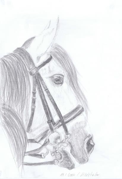Luethi Abdelghafar,Claudia-Proud andalusian stallion with a bridle