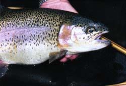 Guided Fishing Trips In Colorado