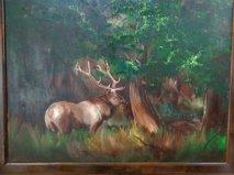 Krause,Everett-The Roosevelt Elk