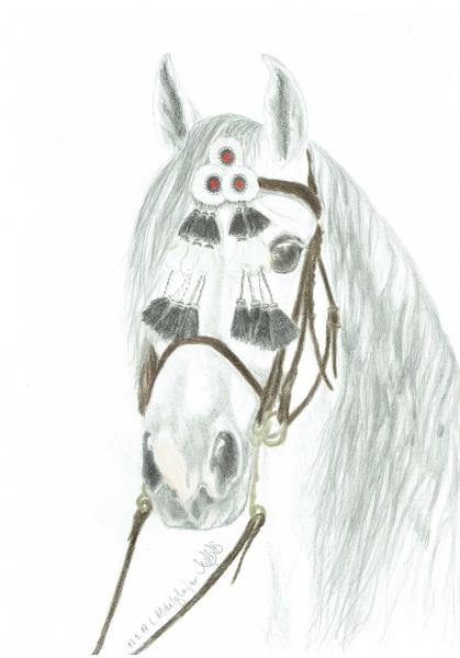 Luethi Abdelghafar,Claudia-Andalusian stallion
