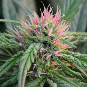 Are you interested in learning about a quality hemp flower? Visit Clone connects.