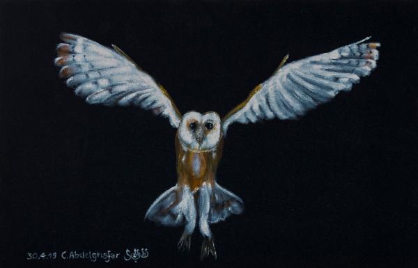 Luethi Abdelghafar,Claudia-Barn owl