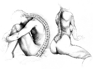 Spine Sketches