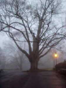Carmichael,Carol-The Old Tree on a Wintery Night