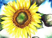 erler,lutz-sunflower 2