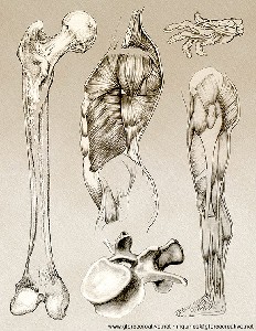 Anatomy sketches