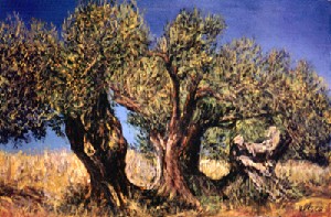 Olive trees at the Zingaro (Gipsy)