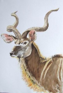 Macdonald,Victoria-Proud Kudu
