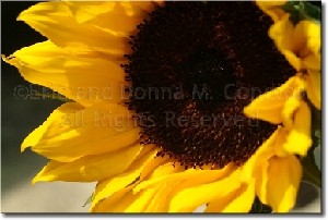 Condida,Donna M and Eric-Sunflower