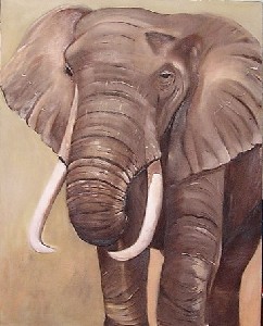 old elephant