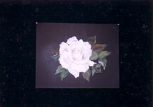 Study of a single white rose