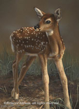 First Steps - Fawn