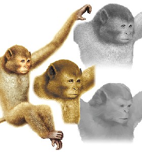 Digital monkey