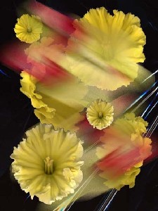 Gligoriu,Garabed-Daffodil's Hearts
