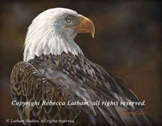 Latham,Rebecca-Bald Eagle Study
