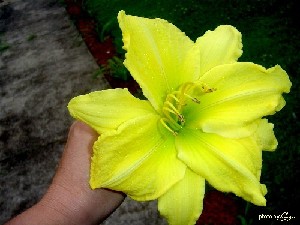 Boyd,Gigi-Yellow Lily